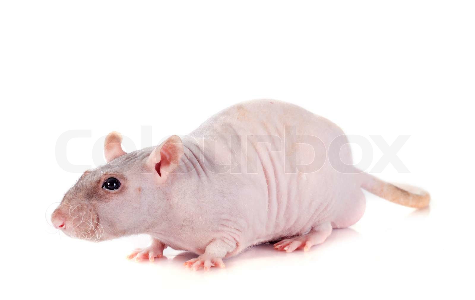 Nude Rat Stock Image Colourbox