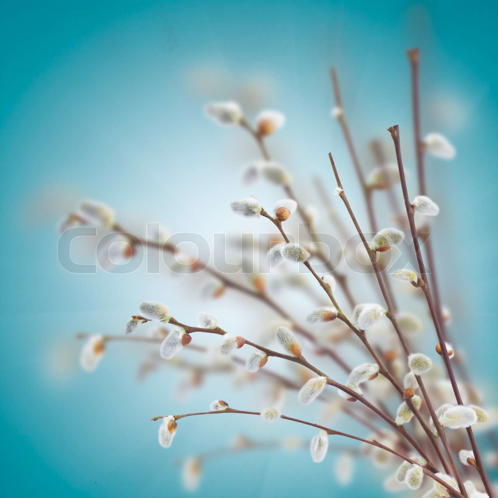Pussy Willow Branches Wallpaper