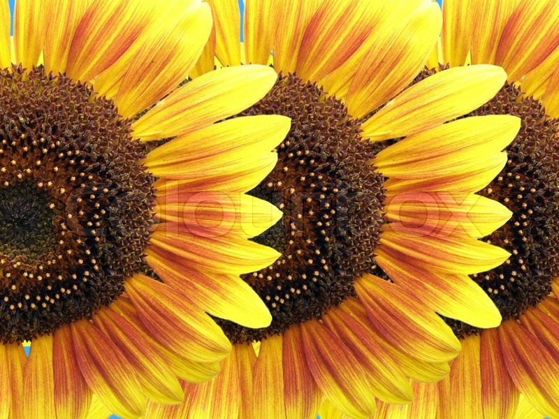 Schöne Geburtstagssprüche Blumen
