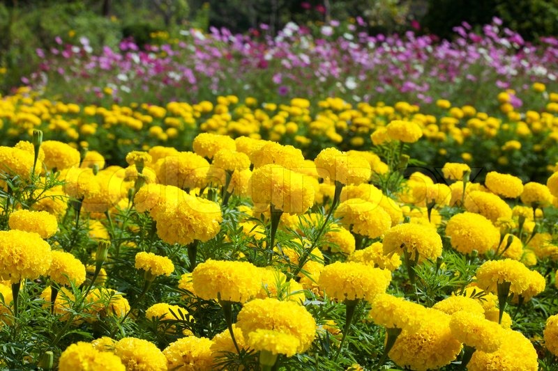 MarigoldFlowerStockPhotoColourbox MarigoldFlowerStockPhotoColourbox