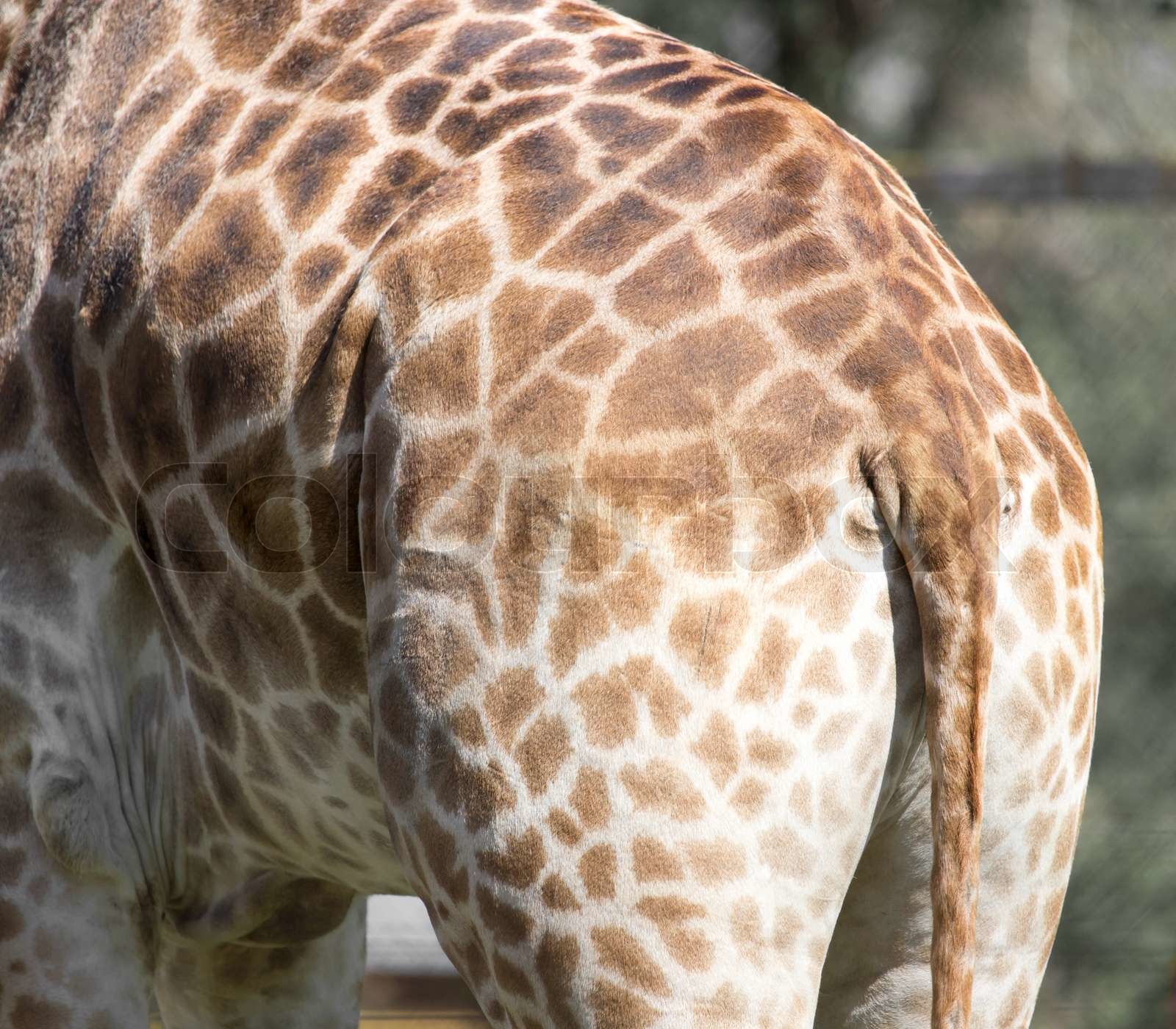 giraffe tail Stock image Colourbox