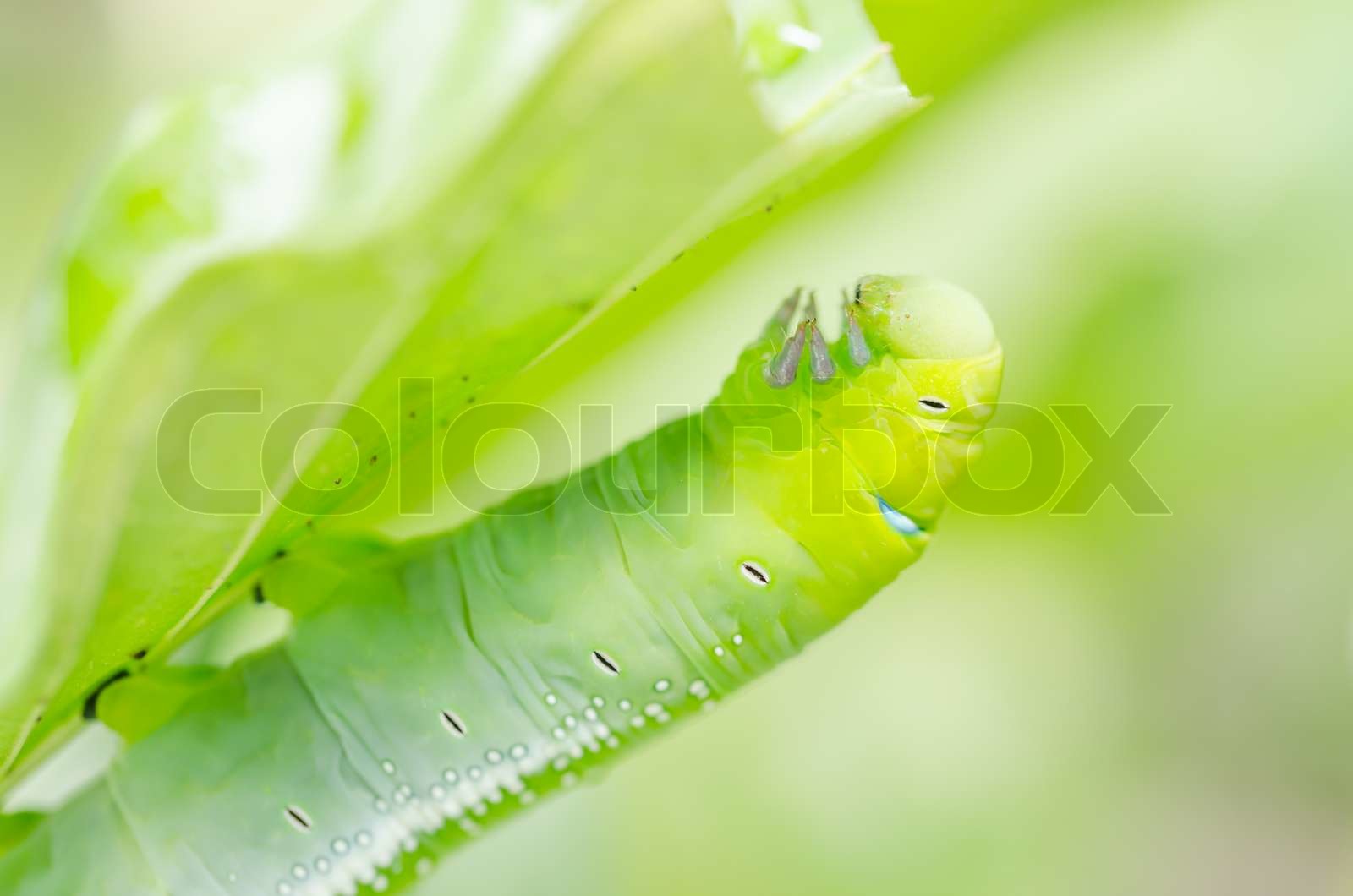 Green worm and leaf | Stock image | Colourbox