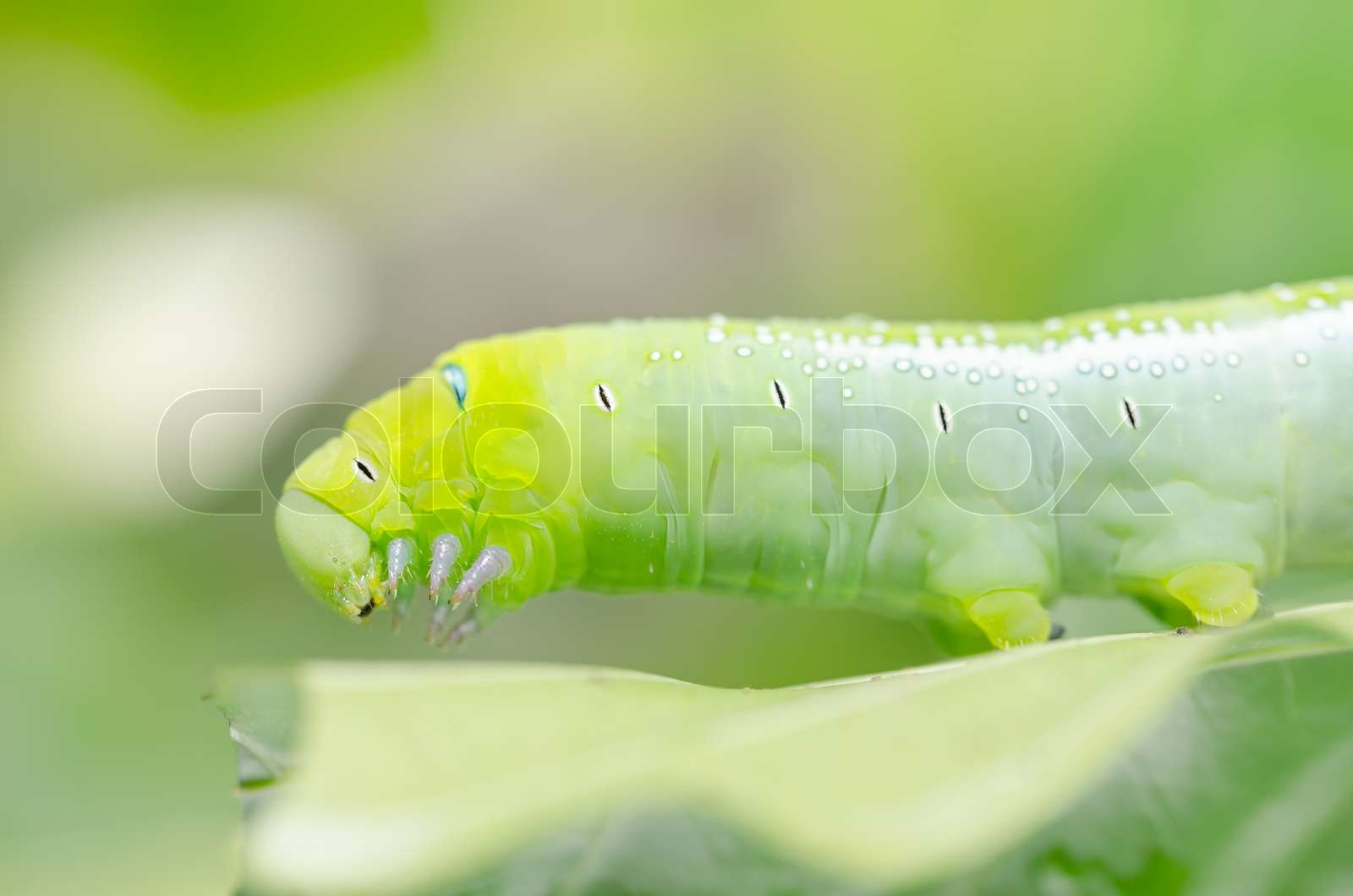 Green worm and leaf | Stock image | Colourbox