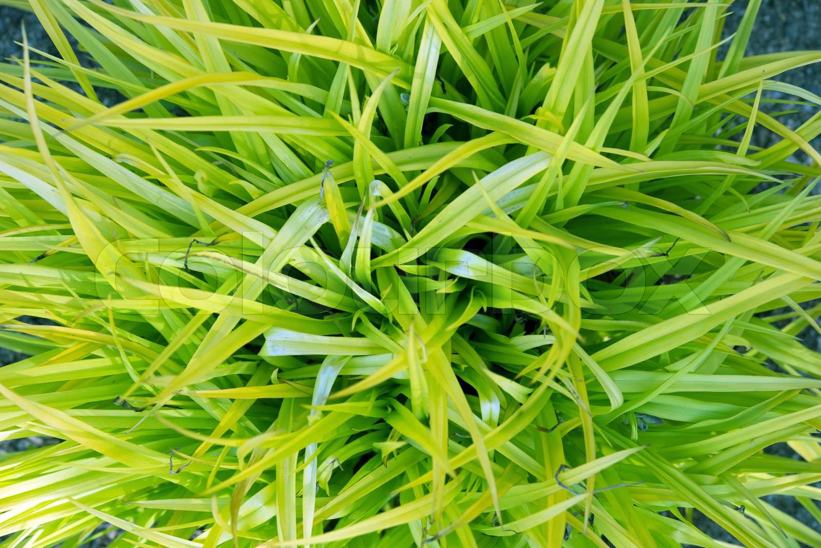 Grassy Plant Stock image Colourbox Grassy Plant Stock image Colourbox
