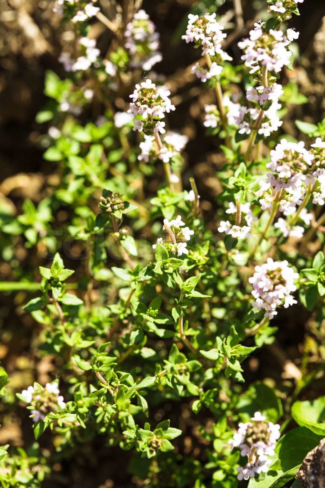 Thyme plant in a garden