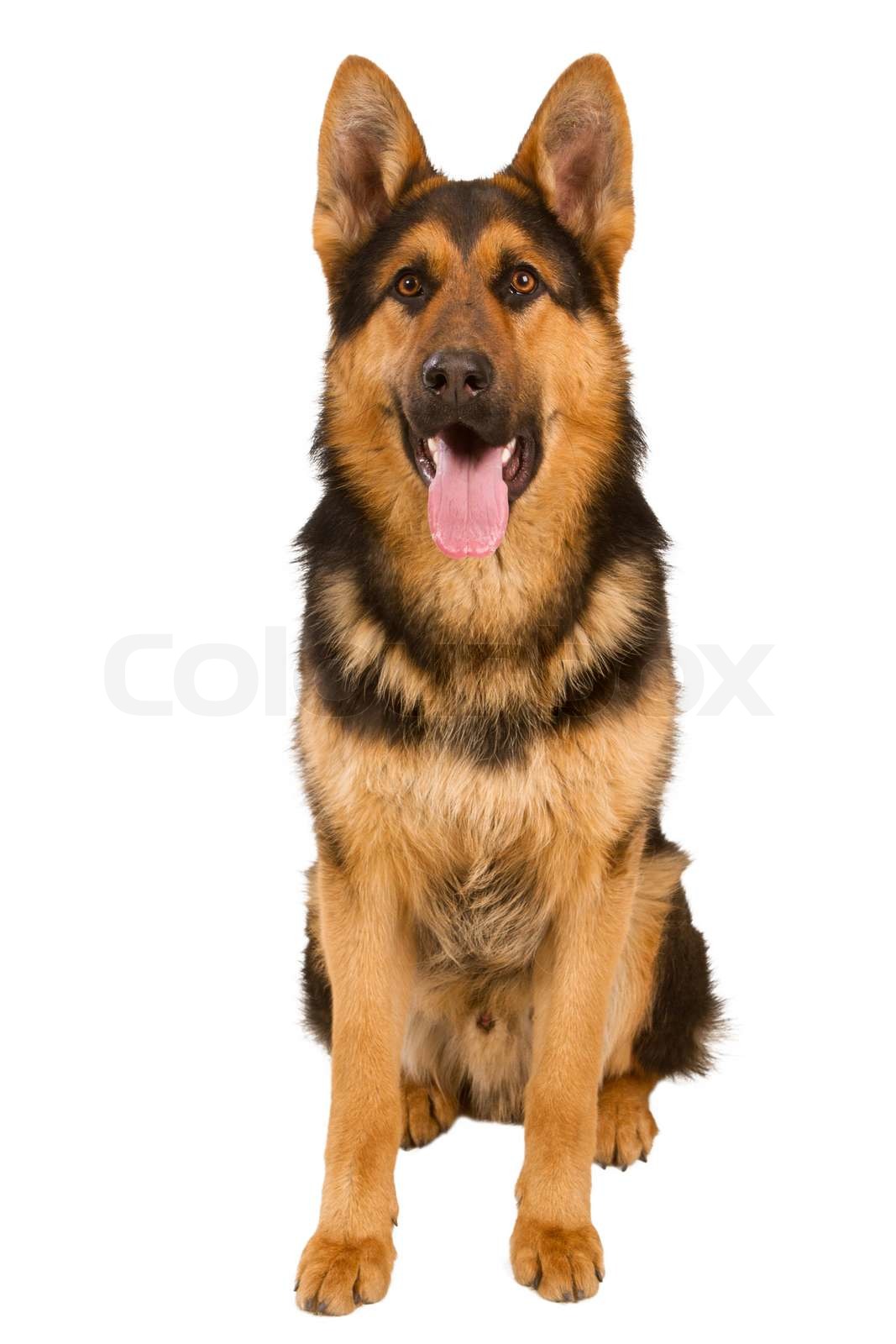 German Shepherd Stock Image Colourbox German Shepherd Stock Image Colourbox