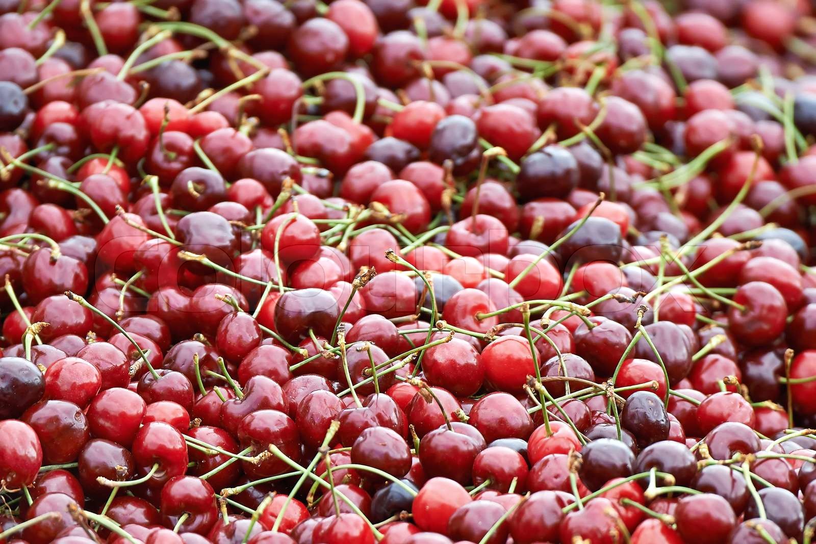 Fresh red cherrys | Stock foto | Colourbox