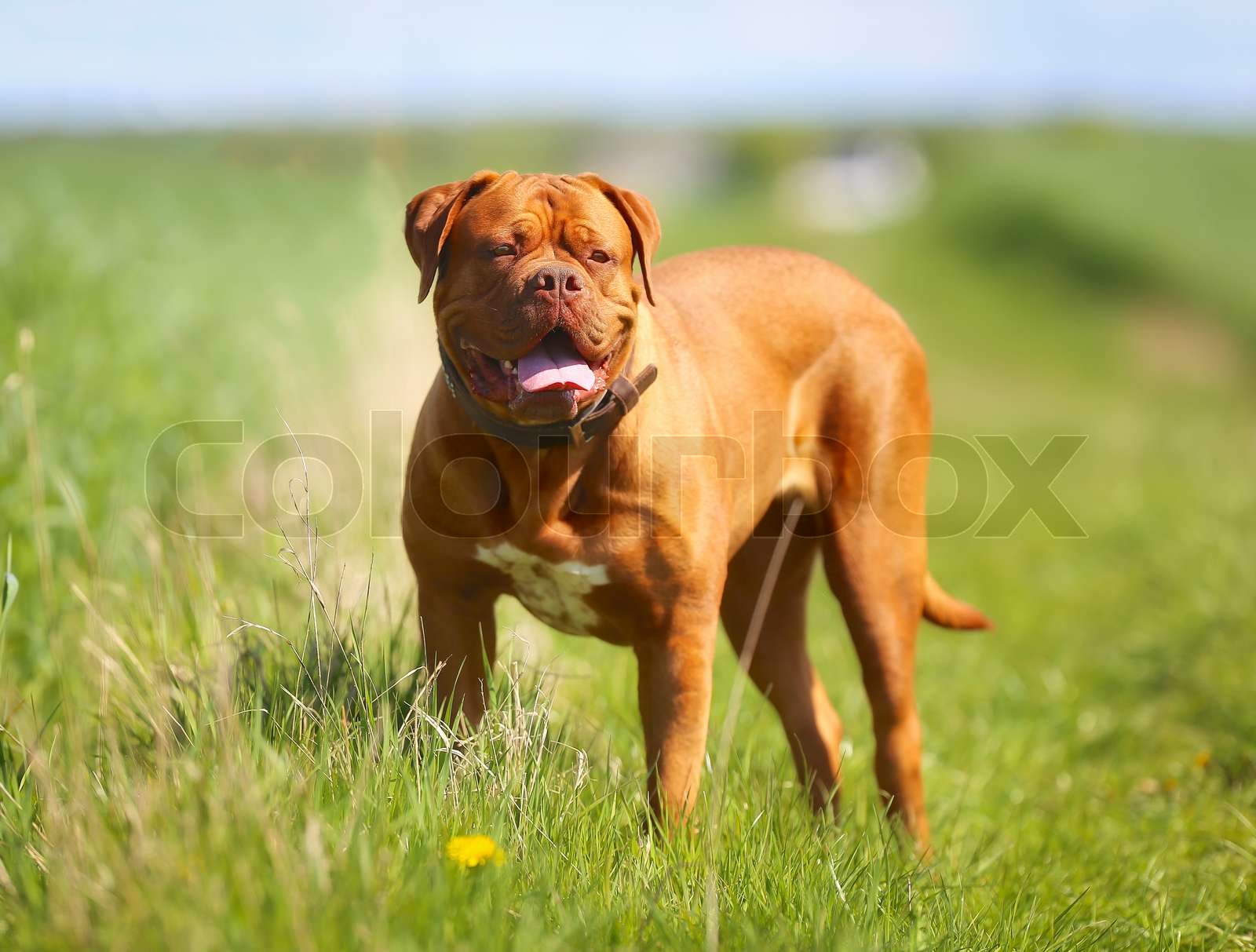 What Kind Of Dog Was Hooch