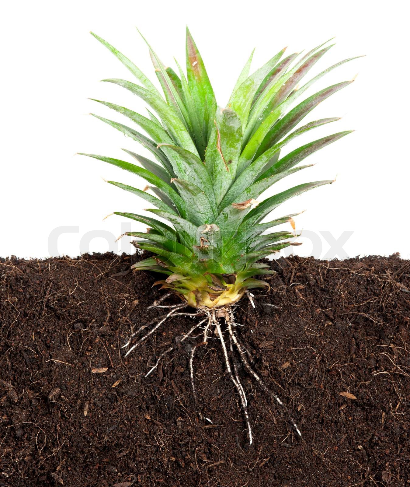 Growing Plant With Underground Root Visible Stock Image Colourbox