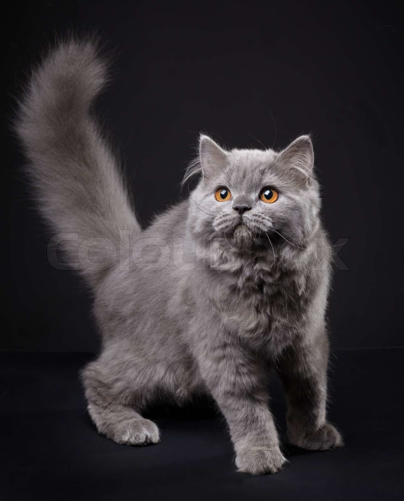 Gray british longhair kitten | Stock image | Colourbox