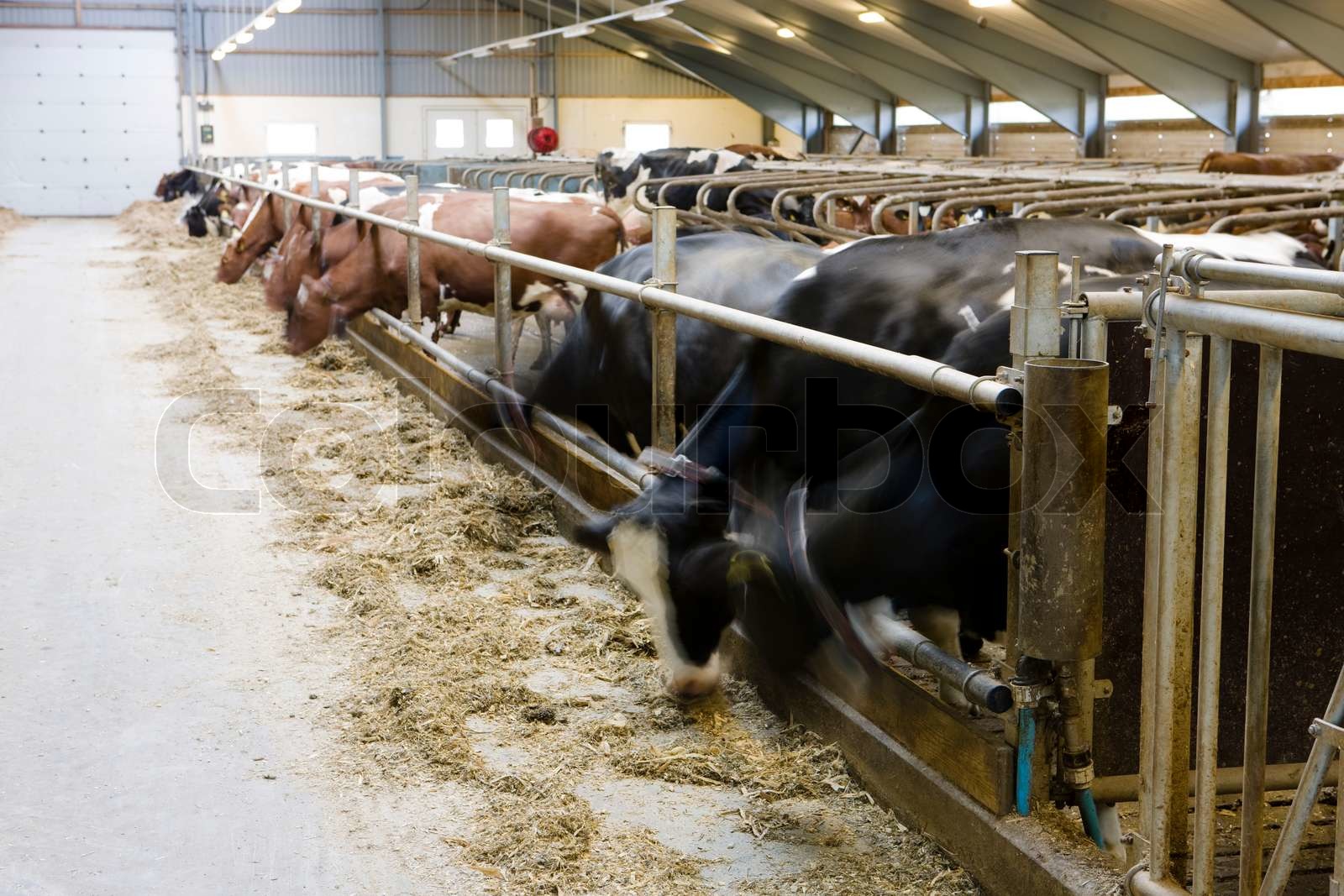 Kühe auf einer Zeile im Stall | Stock Bild | Colourbox