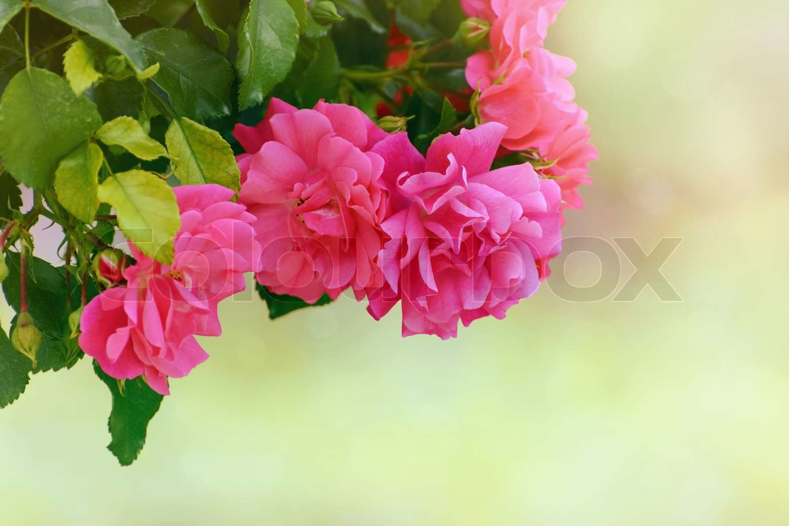 Rosebush | Stock image | Colourbox