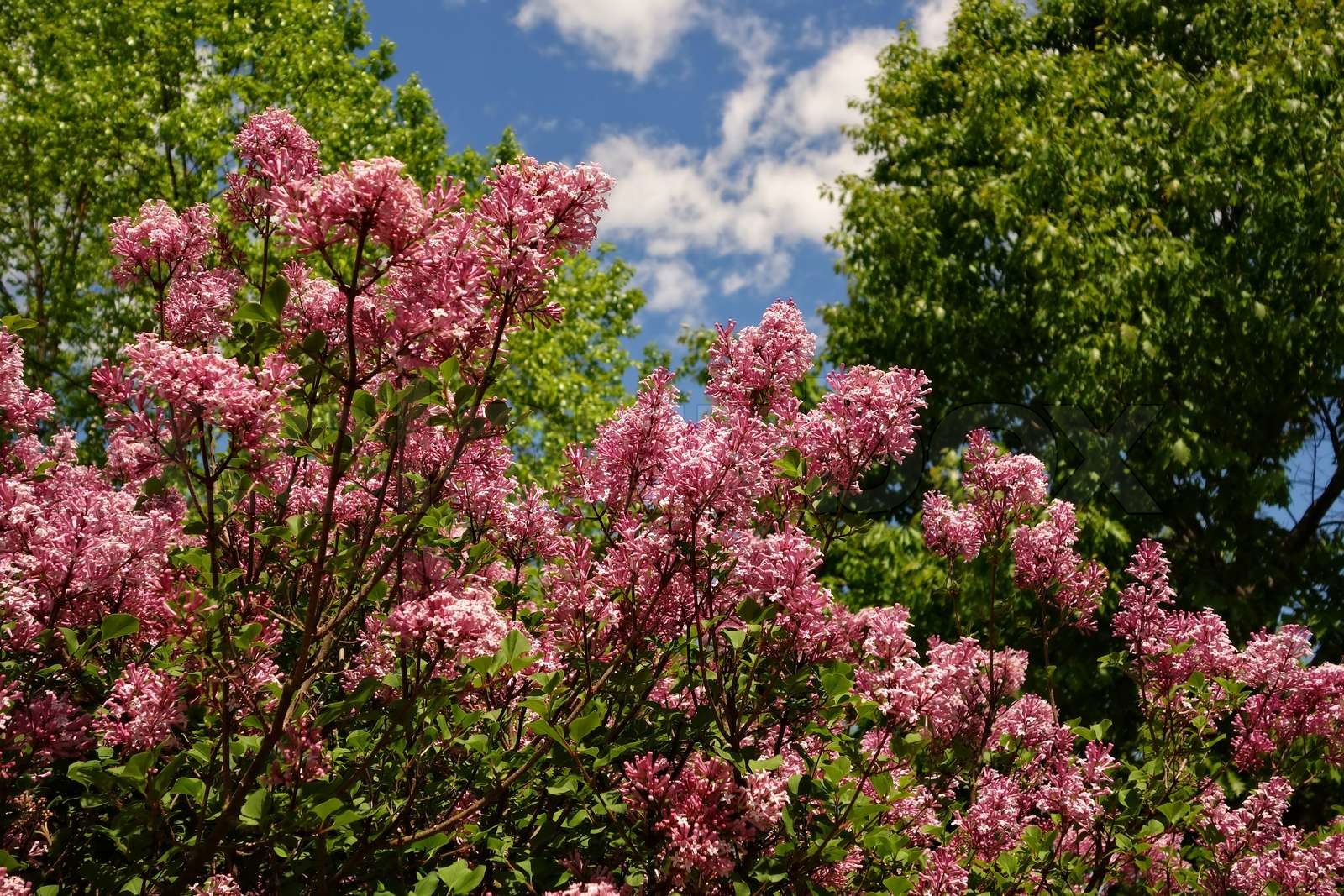 Pink Lilac Bush Stock image Colourbox