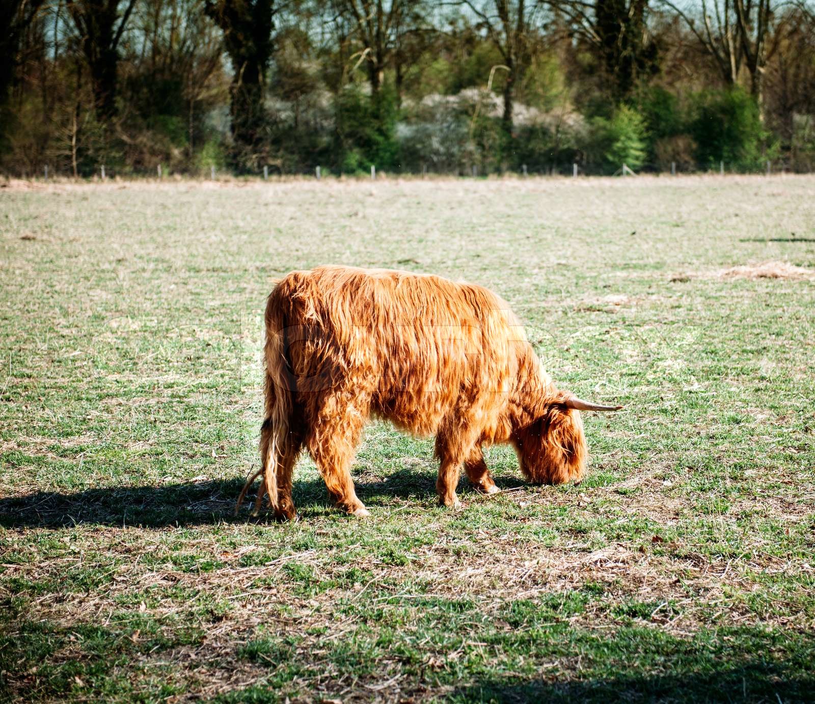 Highland Kuh Figur Aus Kunstharz - Schottische Hochlandkuh Deko Für Halloween