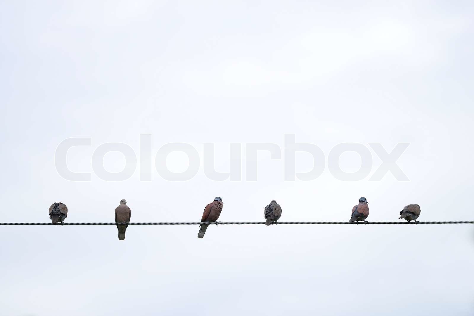 Vögel auf Stromleitungen sitzen Stock Bild Colourbox Vögel auf Stromleitungen sitzen Stock Bild Colourbox