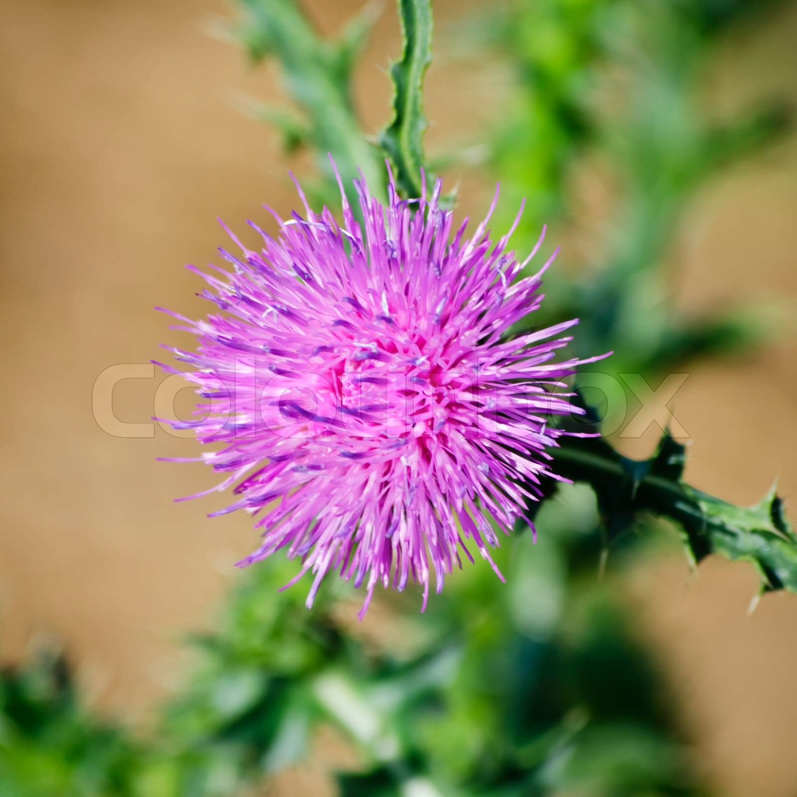 Distel Stock Bild Colourbox