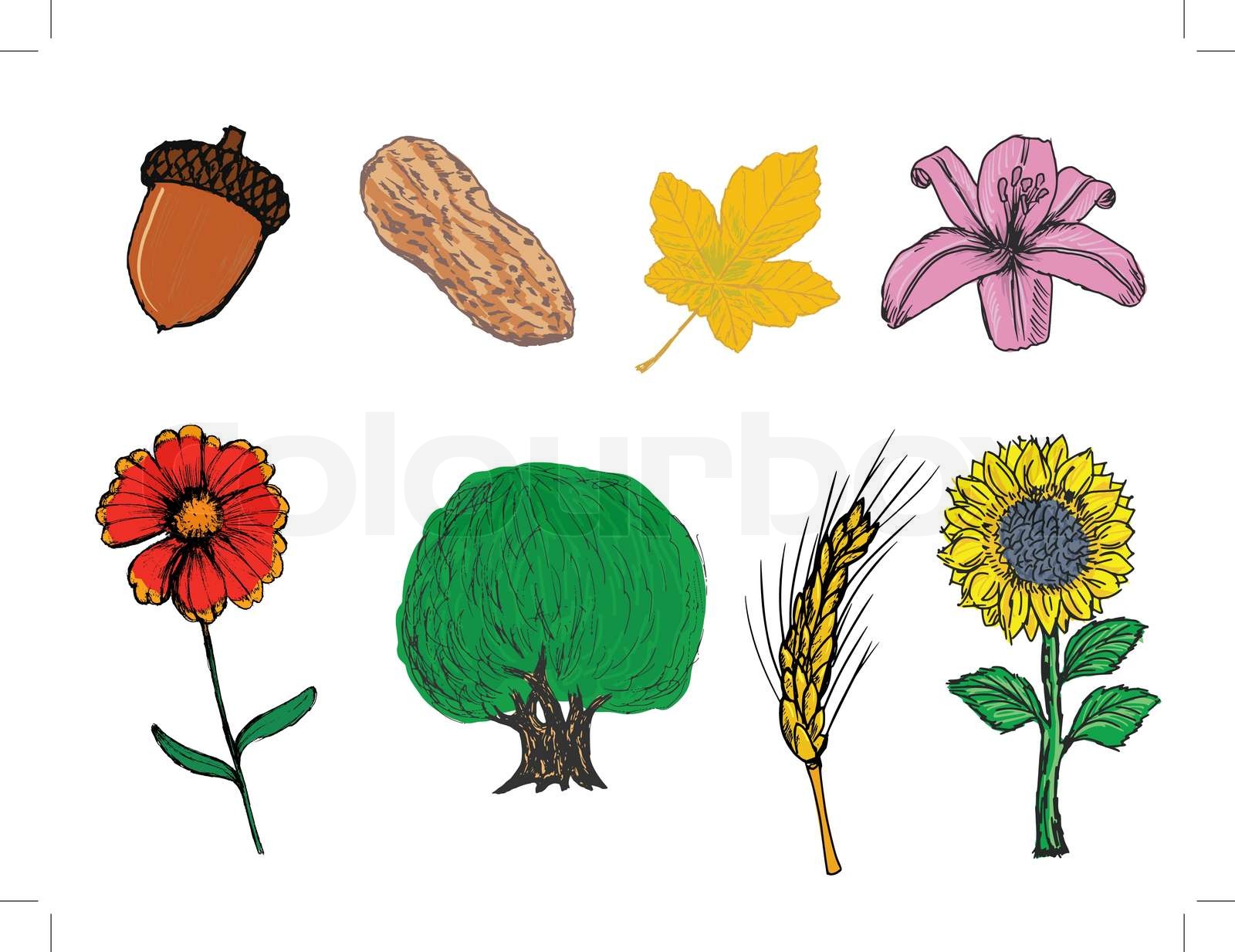 Plants Stock Vector Colourbox