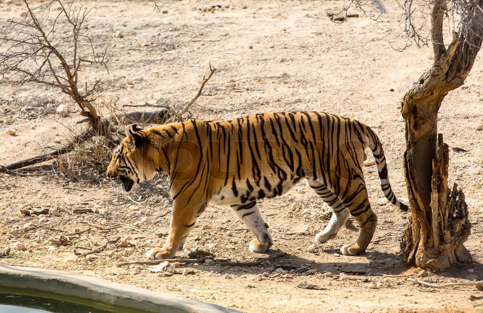 tiger in the wild in Africa Stock image Colourbox