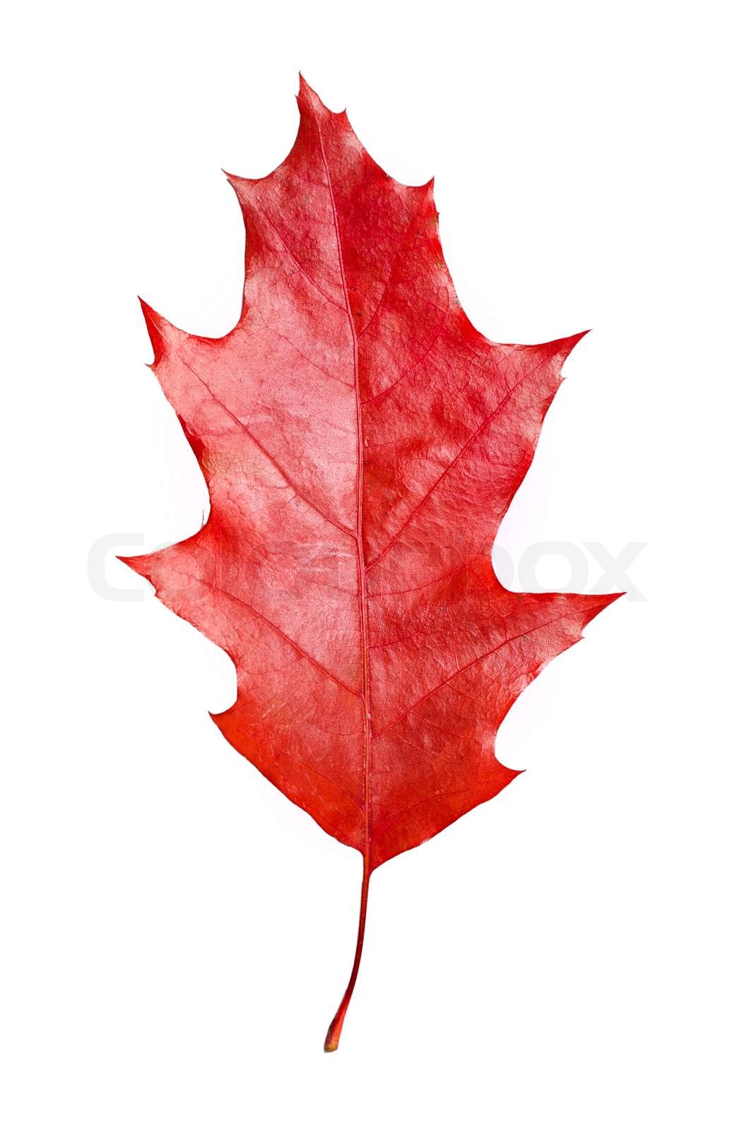 Eichenblatt Stock Bild Colourbox