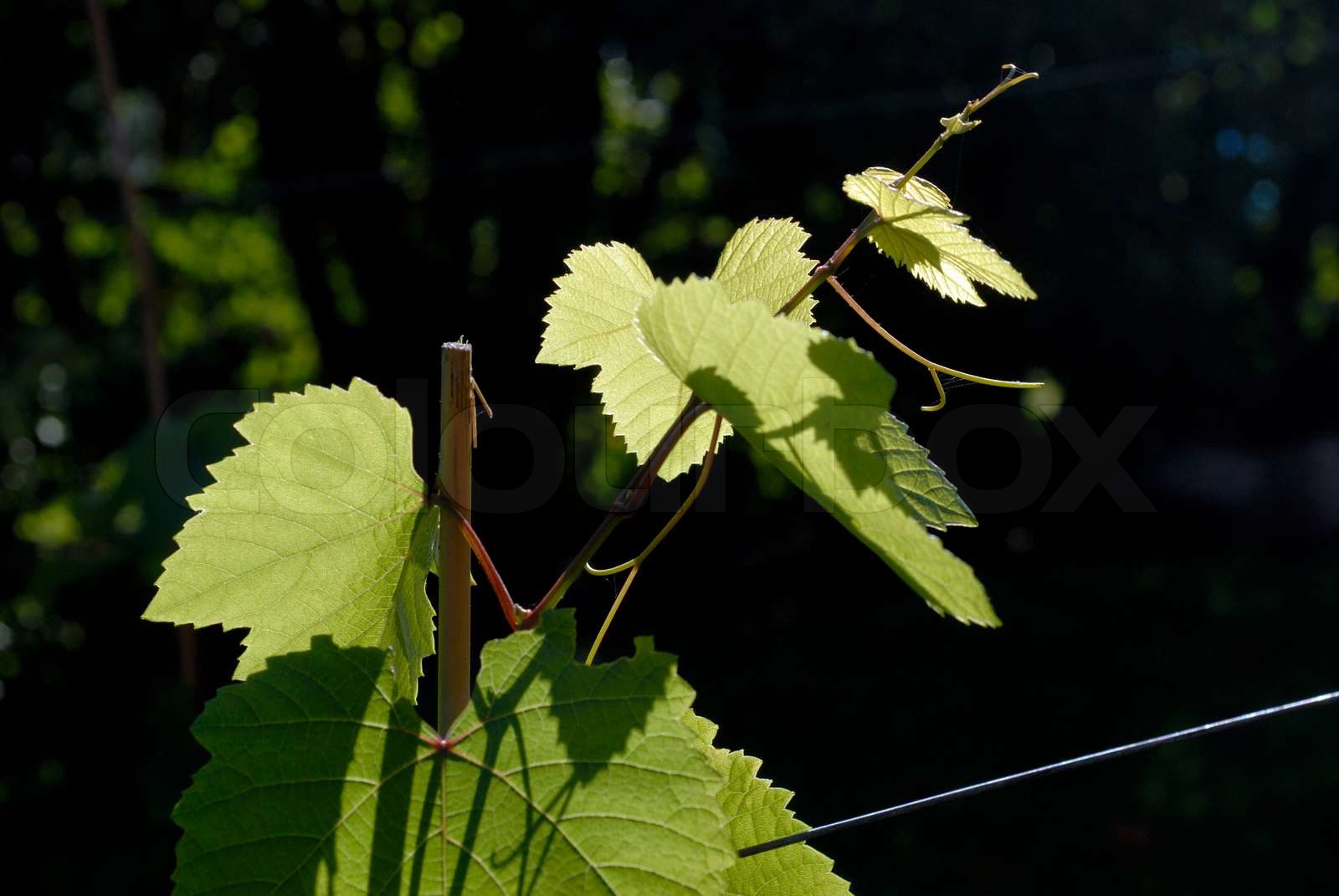 Wein Pflanzen Nahaufnahme. neue Reben auf dänischer Boden im September