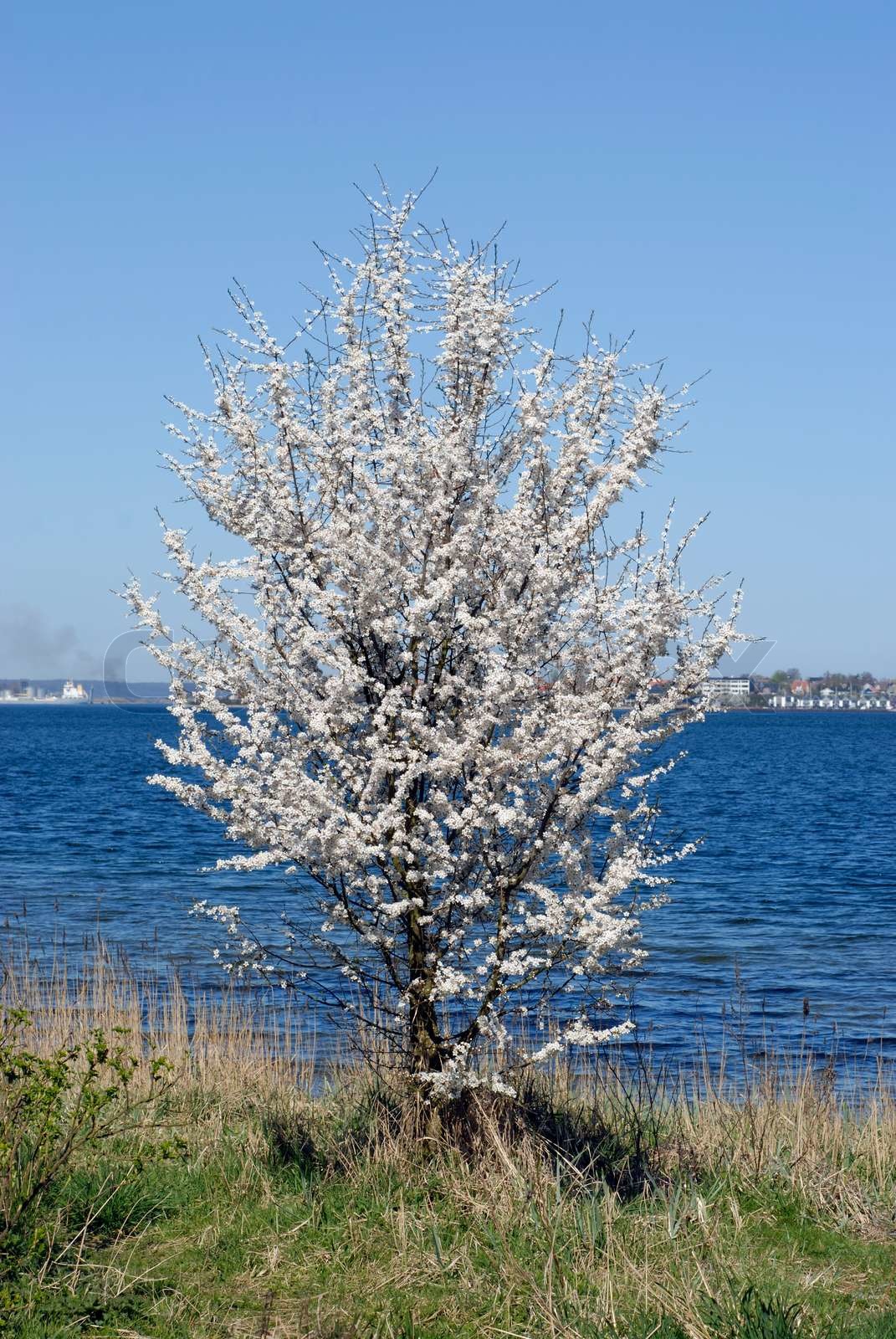 Weißdorn in Blüte im Frühling. Baum mit weißen Blüten am Strand. Stock Bild Colourbox