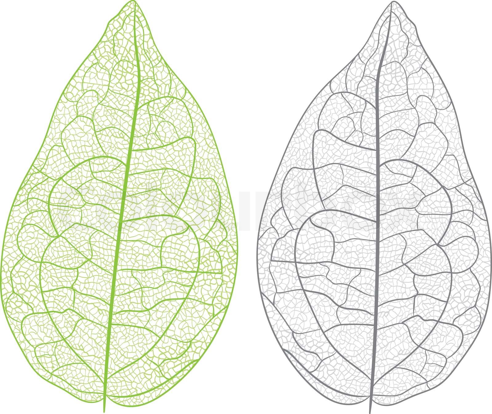 Vektor-Blatt isoliert. | Stock-Vektor | Colourbox