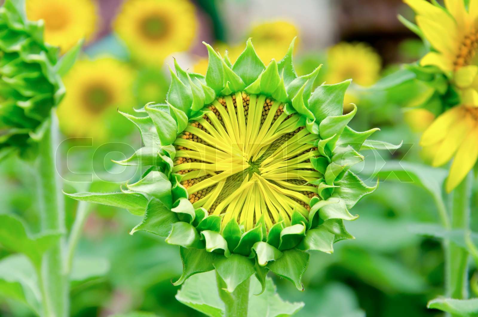 Junge Sonnenblumen. Stock Bild Colourbox