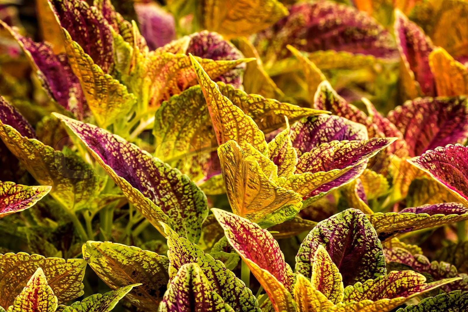 pflanze coleus