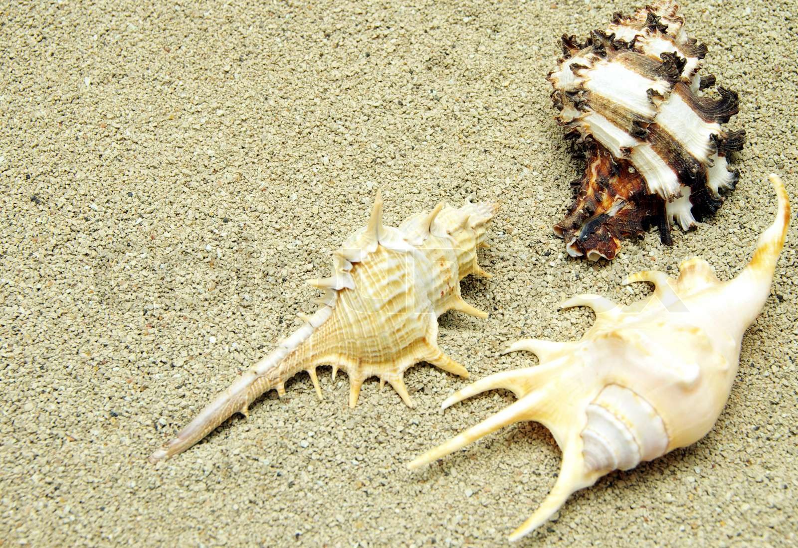 shells | Stock image | Colourbox