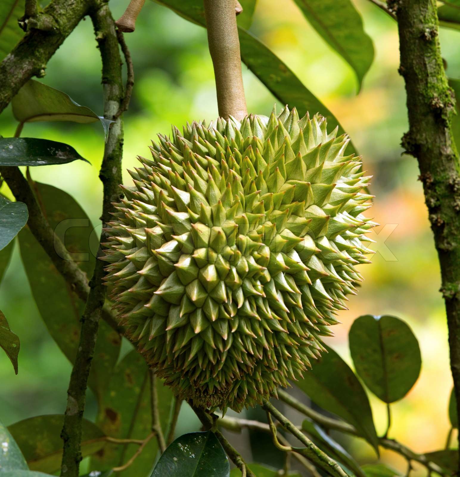 Durian | Stock Bild | Colourbox