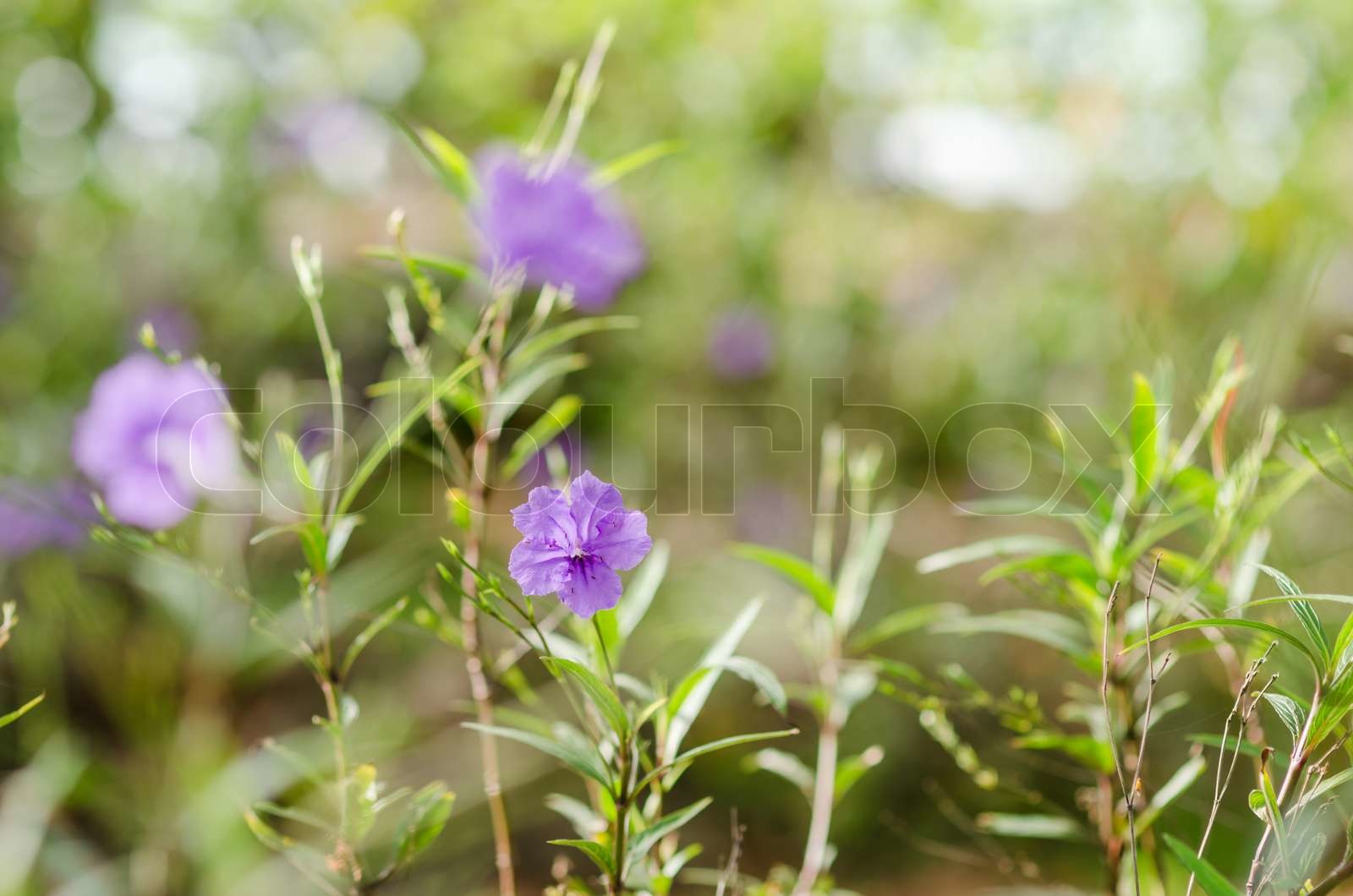 Ruellia tuberosa flower Stock image Colourbox