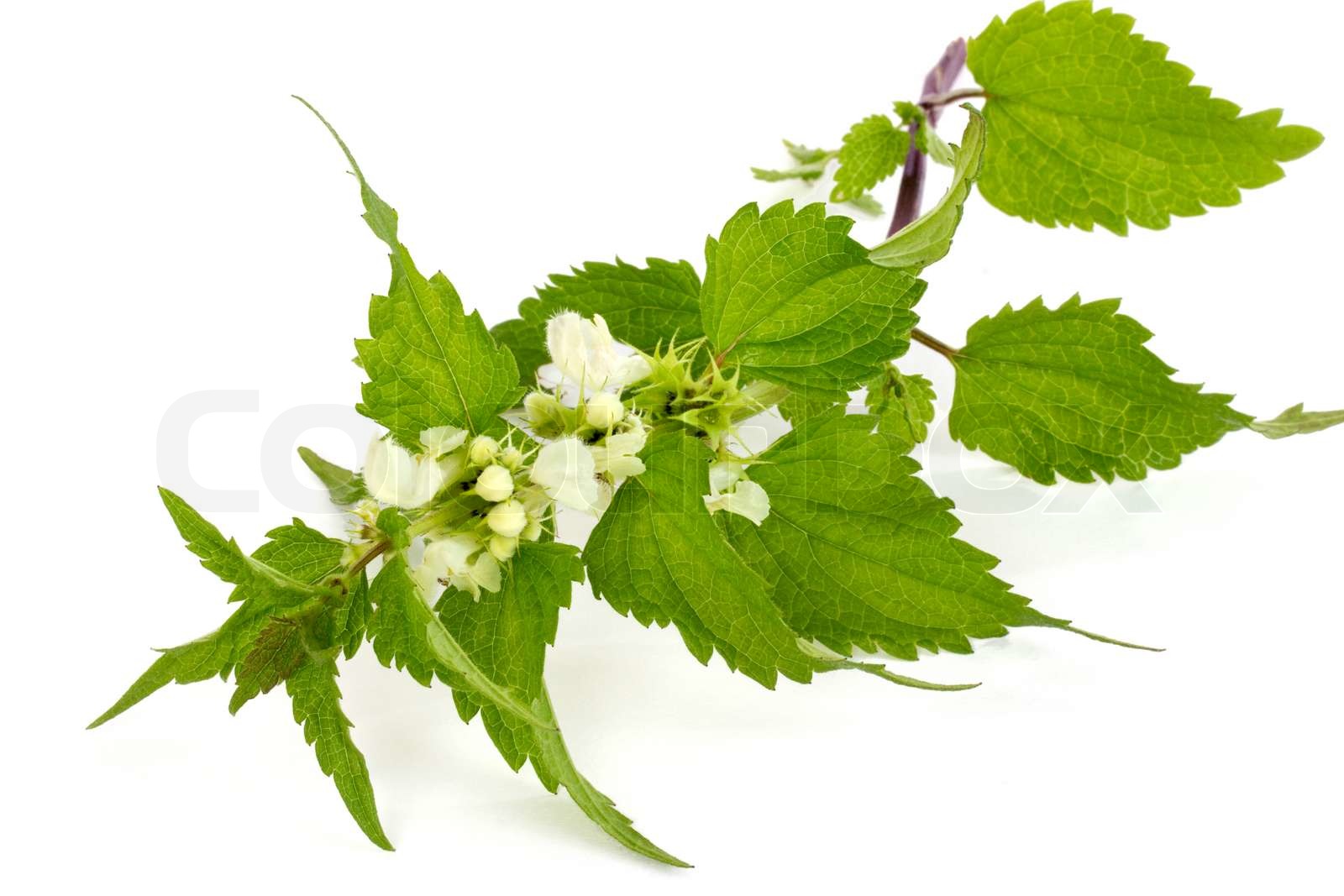 Blooming stinging nettle | Stock image | Colourbox
