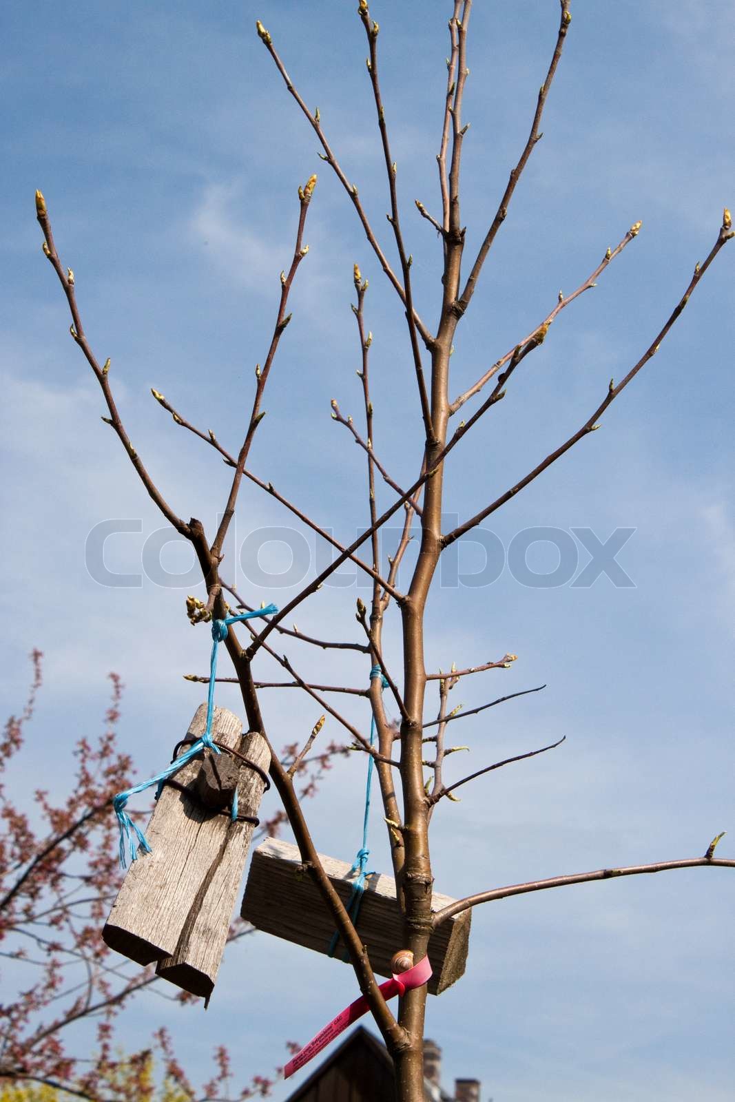 tree-nursery-stock-image-everypixel