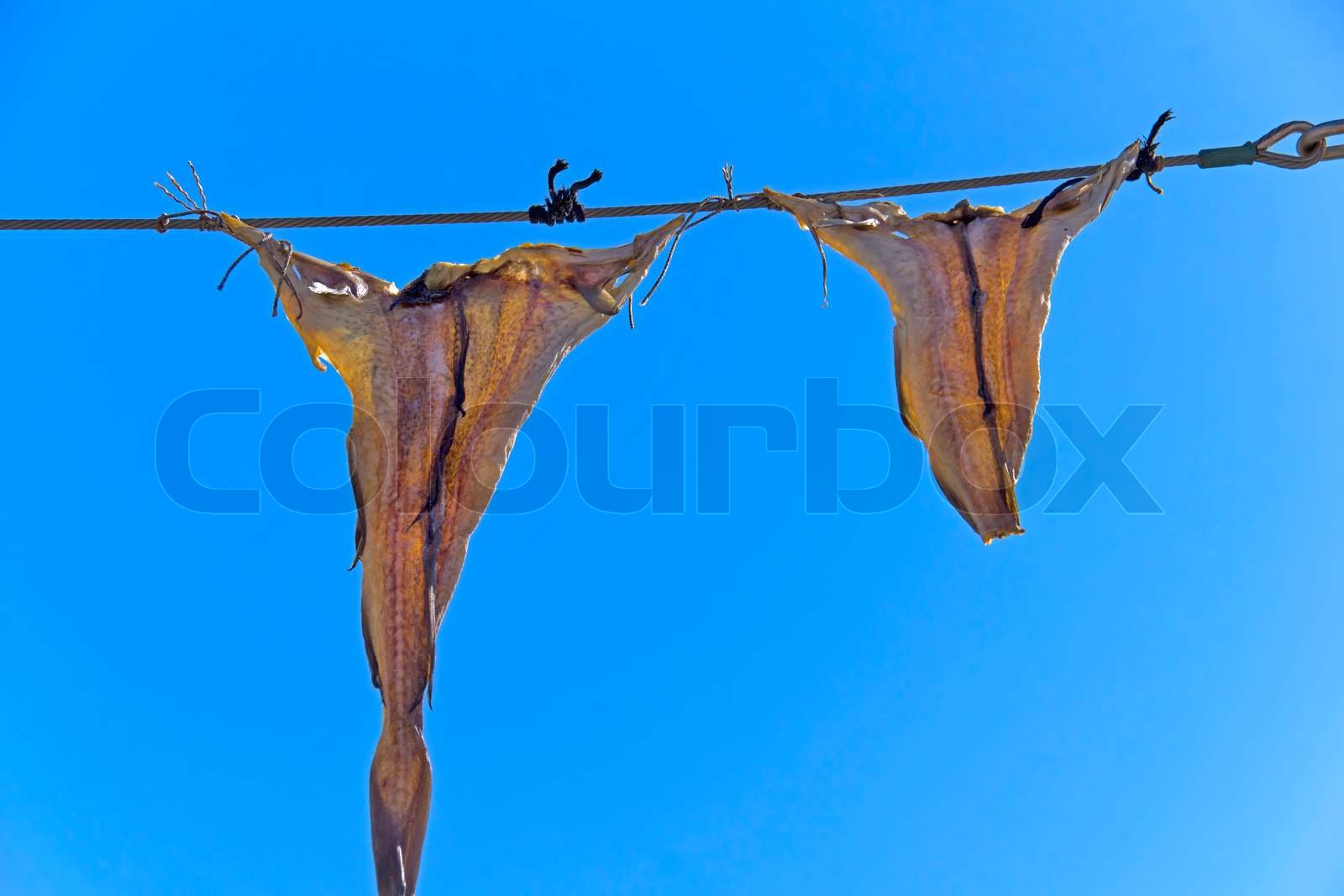 Fish hangs on a leash to dry Stock image Colourbox