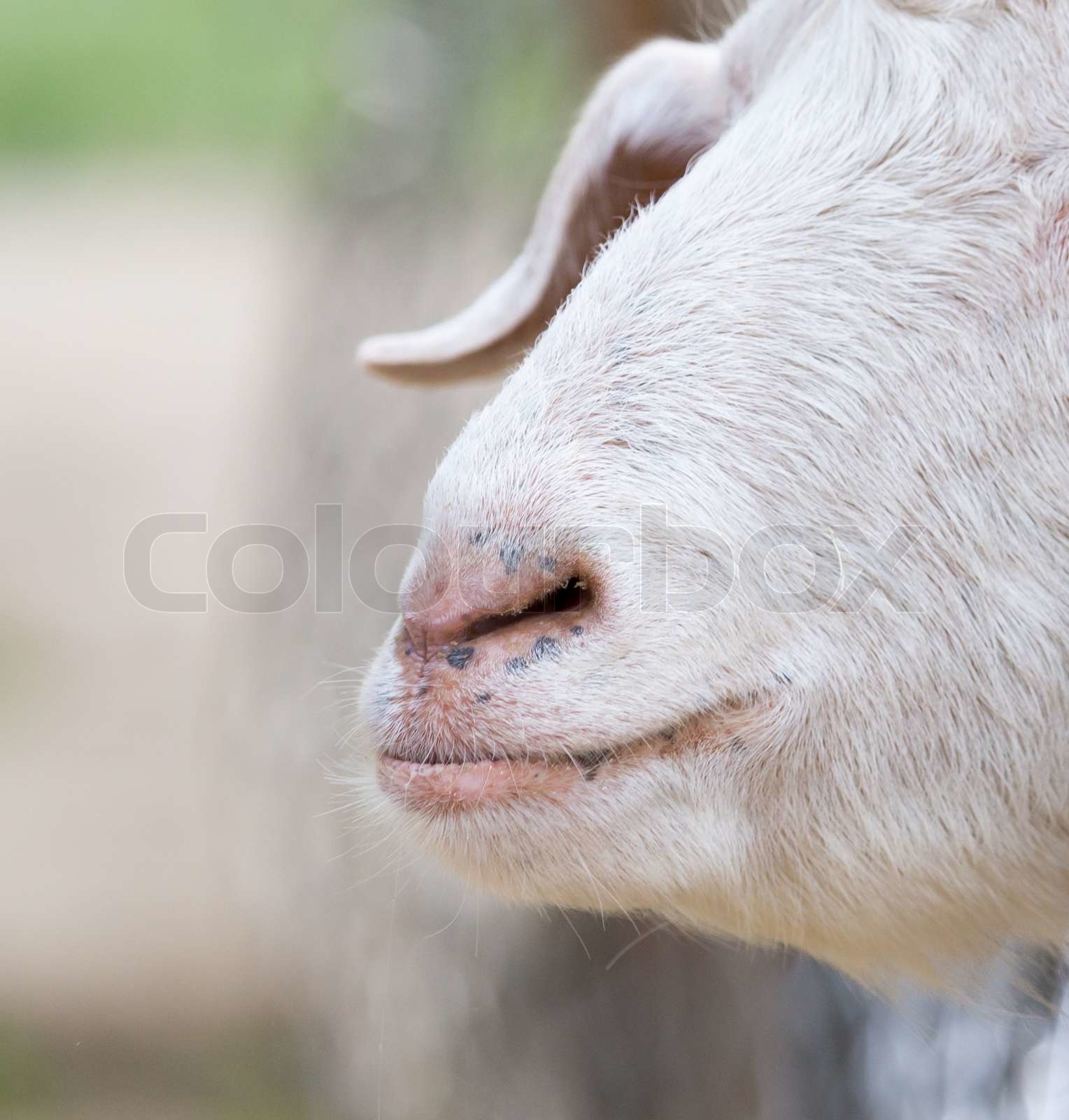 nose sheep Stock image Colourbox