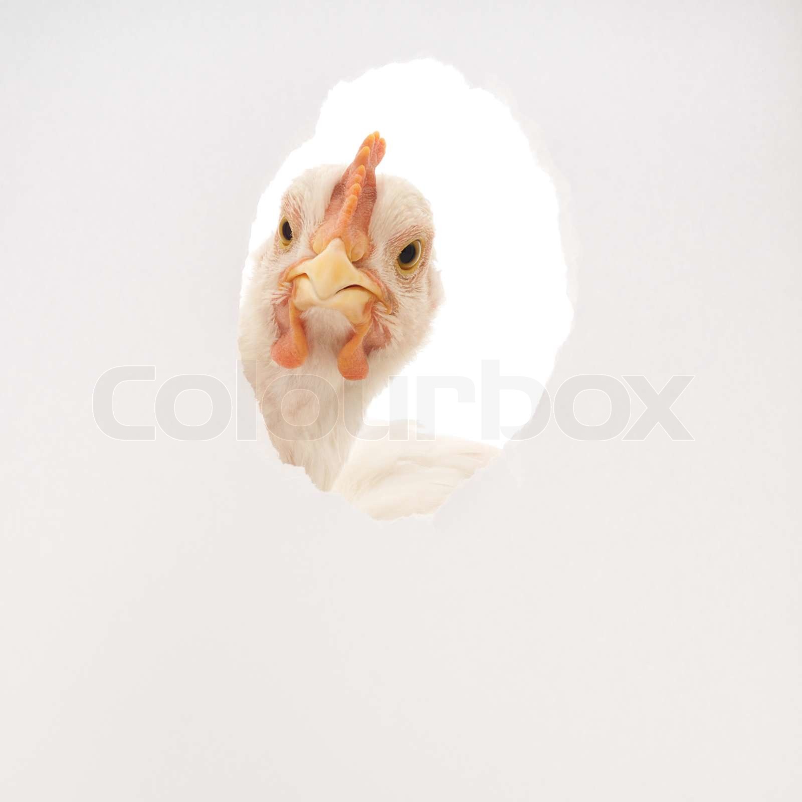chicken-stock-image-colourbox