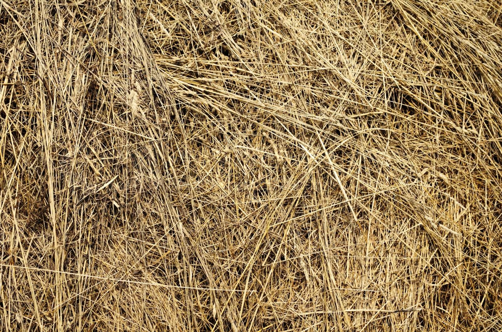 Hay Background | Stock image | Colourbox