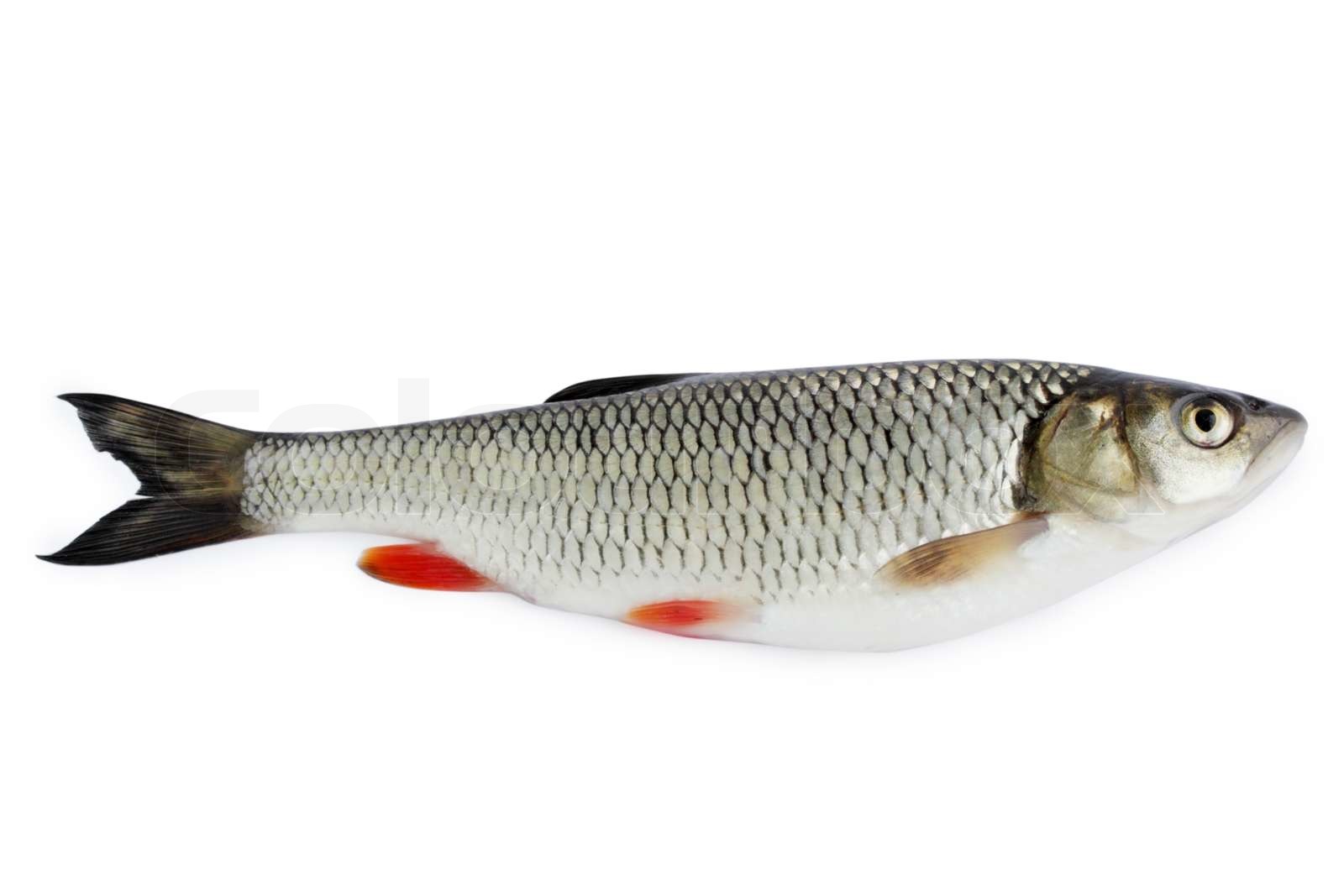 chub, isolated on white | Stock image | Colourbox