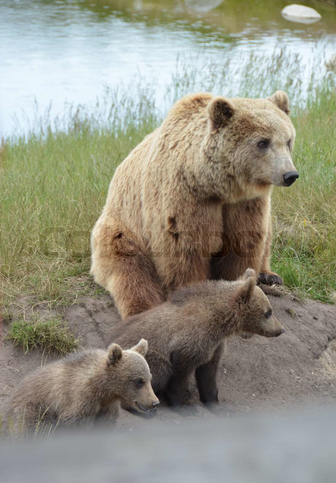large-brown-bear-mother-with-two-cubs-stor-brun-bj-rn-mor-med-to