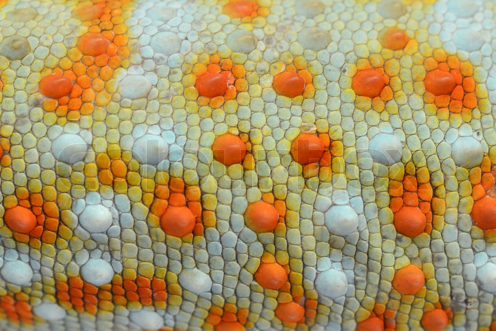 Leather of gecko stock image colourbox
