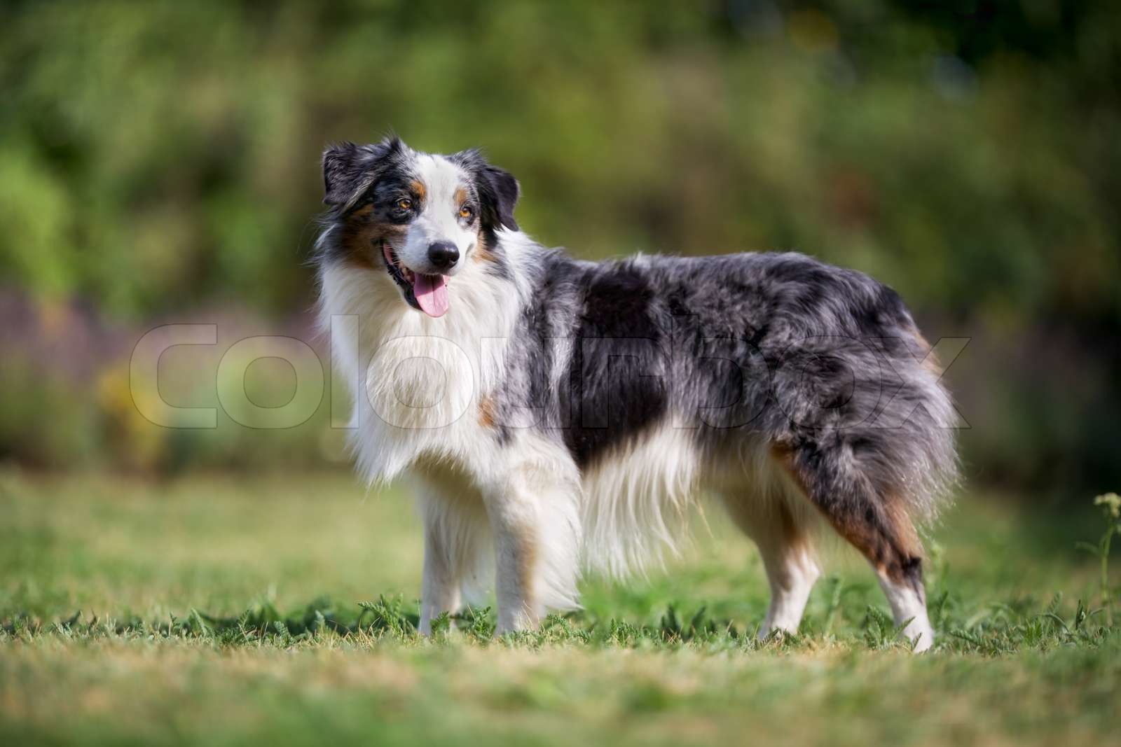 Old border collie dog | Stock image | Colourbox