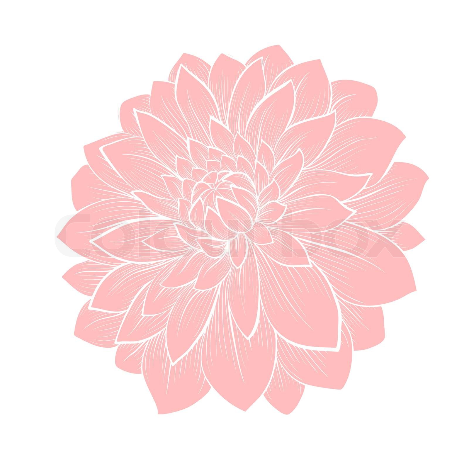 Beautiful Dahlia Flower Isolated On White Stock Vector Colourbox Beautiful Dahlia Flower Isolated On White Stock Vector Colourbox