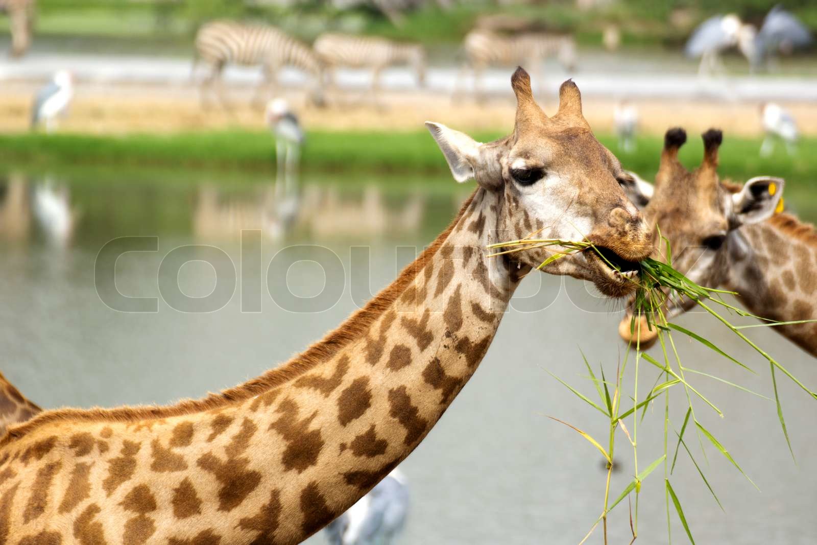 Giraffe eat the grass | Stock image | Colourbox