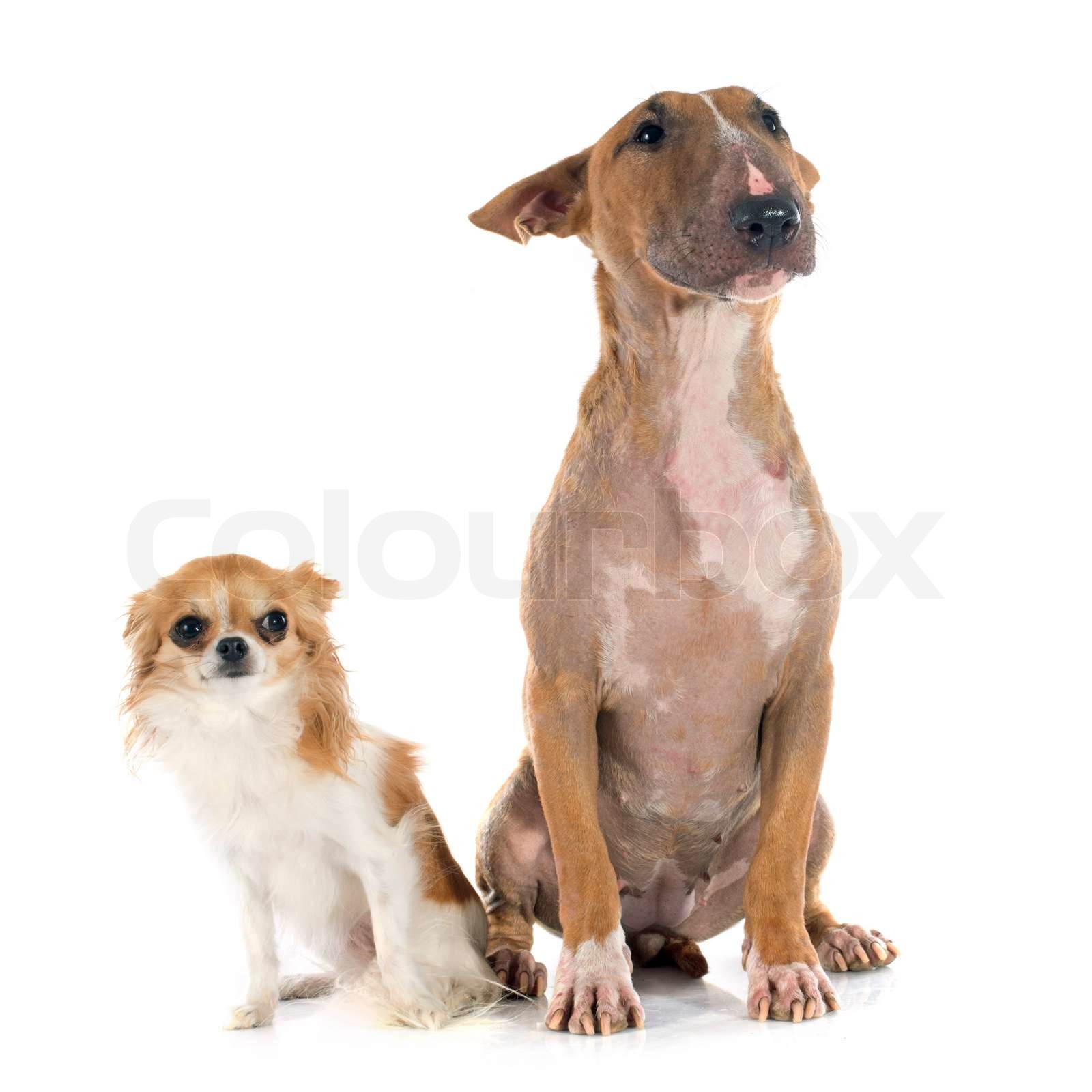 Chihuahua Or Bull Terrier? Which Breed Suits Your Lifestyle? - s2auwax