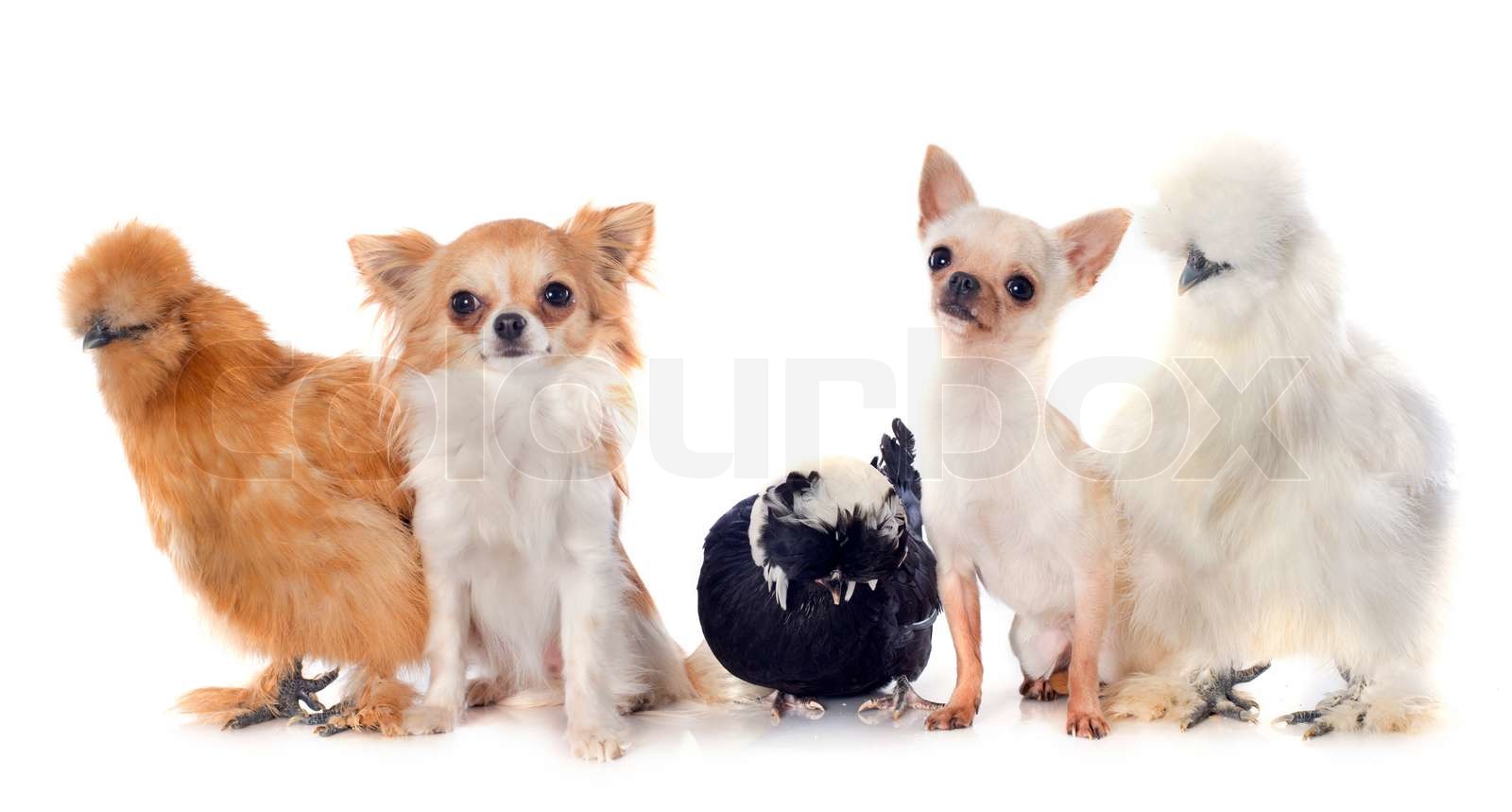 bantam chicken and chihuahuas Stock image Colourbox