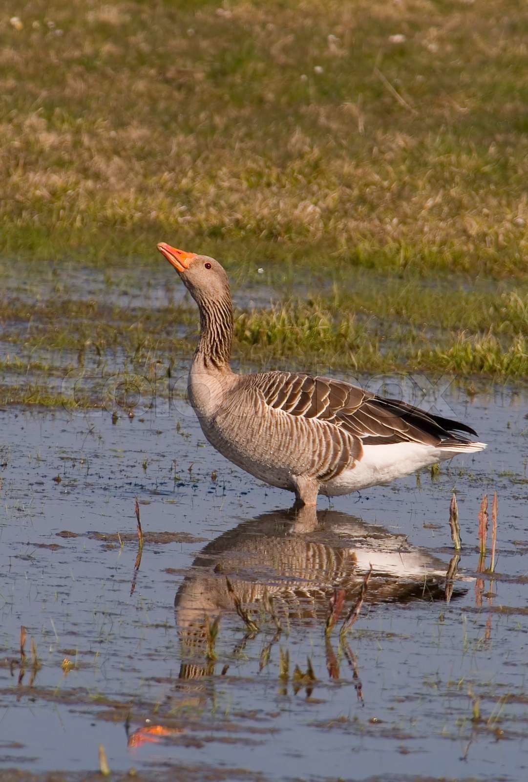 geese, nature, bird, anser, greylag, goose, waterfowl, fauna, grey ...