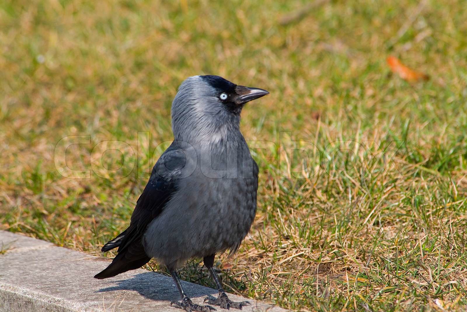 Natur, Vogel, Dohle, Corvus, wachsamen Auge, Flügel, Zoologie, Tiere ...