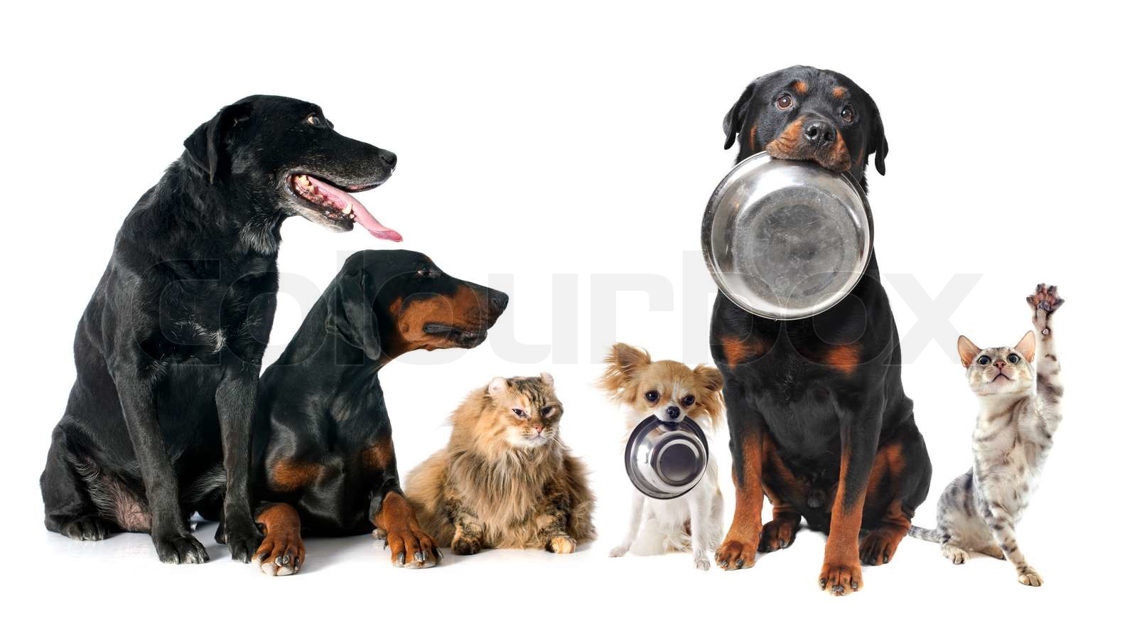 Hungry Pets Stock Image Colourbox