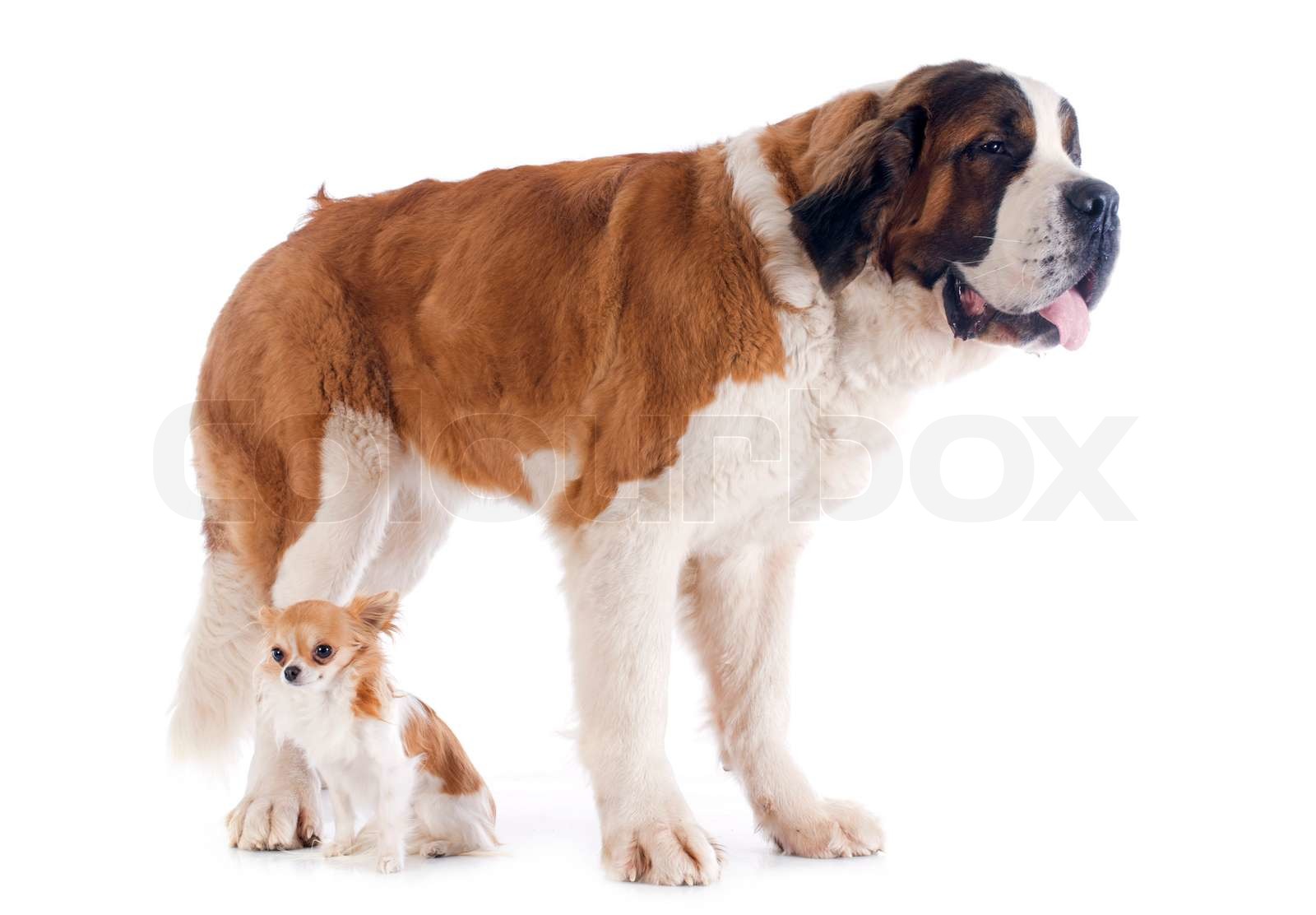 Saint Bernard and chihuahua Stock image Colourbox