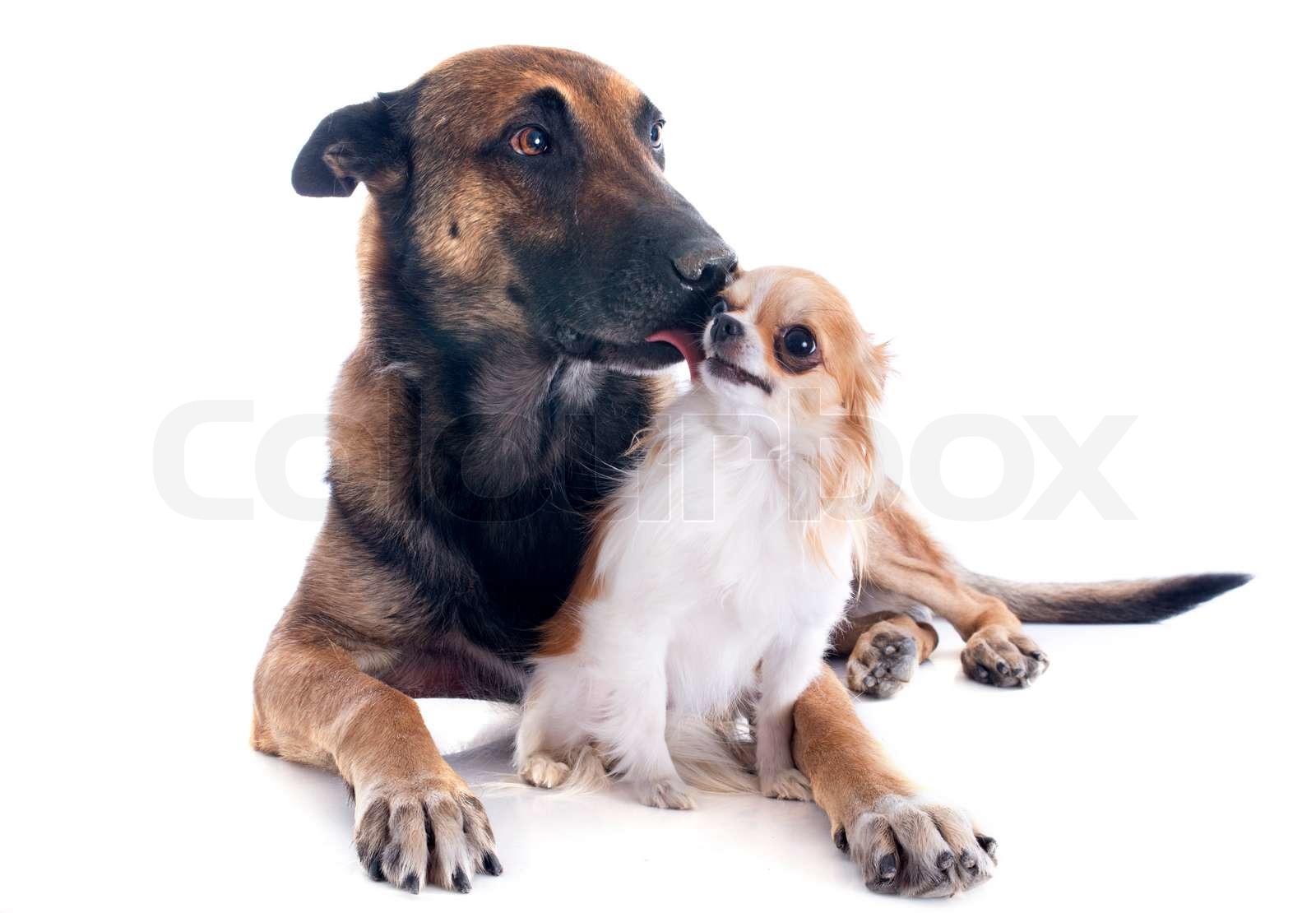 malinois and chihuahua Stock image Colourbox
